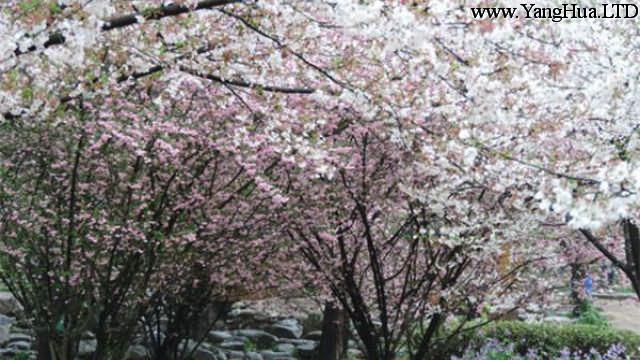 垂枝海棠和垂枝櫻花的區別