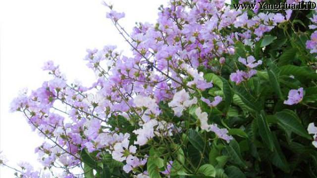 紫薇花的養護注意事項