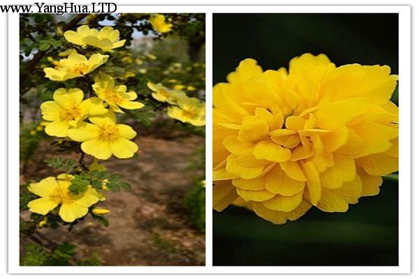 黃刺玫和棣棠花的區別