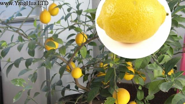 盆栽檸檬的養殖方法和注意事項