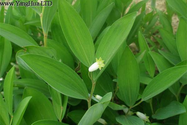 玉竹的養殖方法和注意事項