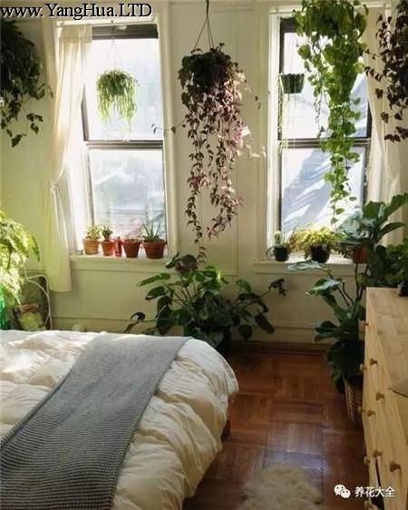 臥室綠植