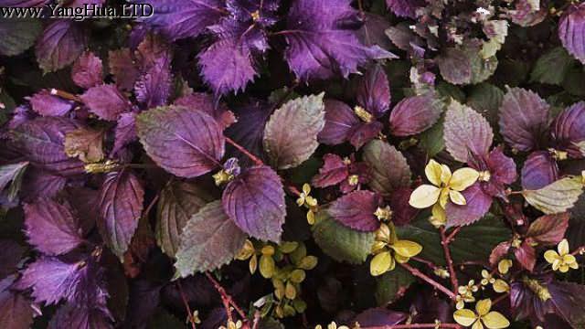 彩葉草和紫蘇的區別 養花網