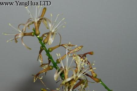 百合竹的花會死嗎