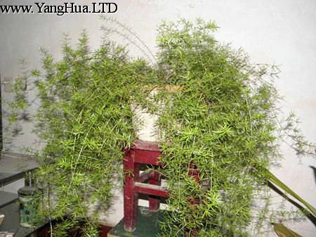 武竹的植株特徵