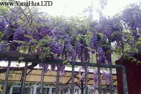 陽台上的紫籐花