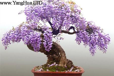 盆栽紫籐開花