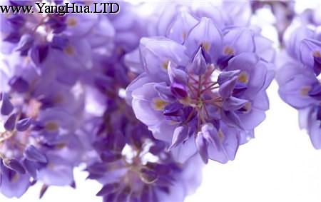 紫籐花開花