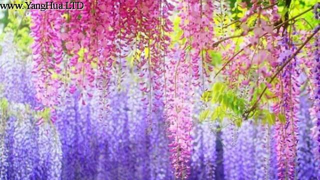紫籐的花期