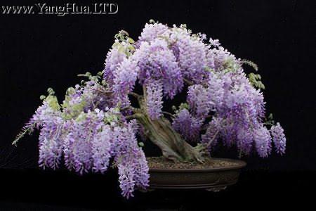 盆栽紫籐花