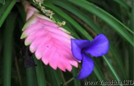 淡紫花鳳梨
