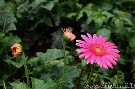 菊花有哪些品種 養花網