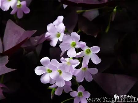 紫葉幸運草（酢 漿草）