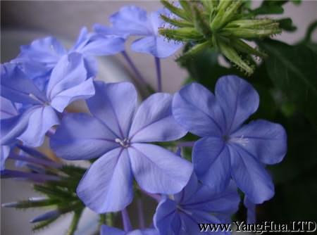藍花丹的開花形態