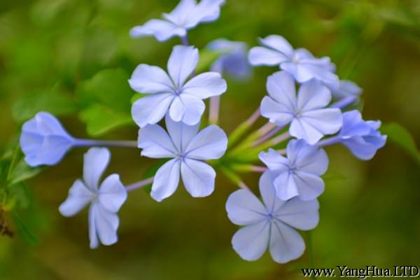 藍花丹什麼時候開花