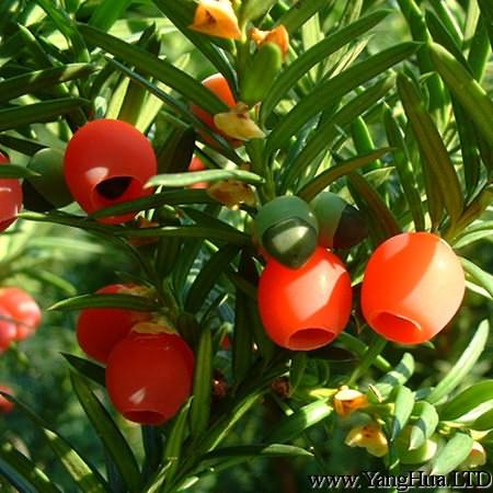 紅豆杉開花結果的條件