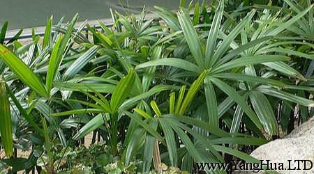 棕竹播種繁殖所需條件