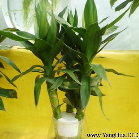 棕竹播種繁殖的具體方式