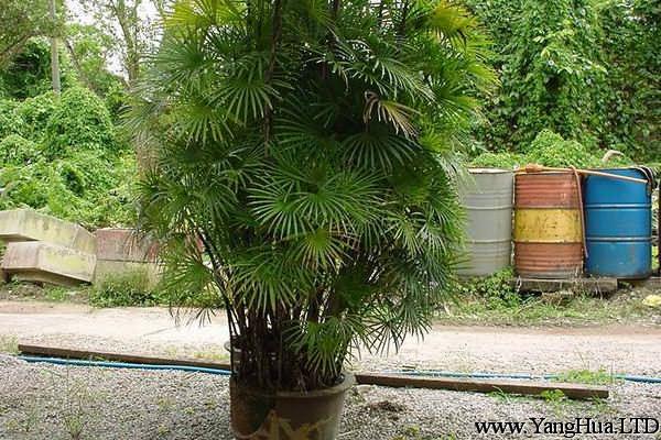 棕竹可以播種嗎