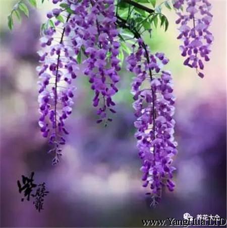 紫籐花