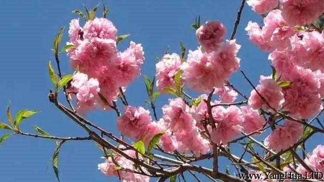 櫻花和櫻桃的區別