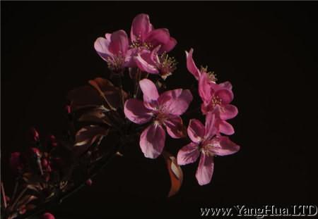 紫葉矮櫻病蟲害防治
