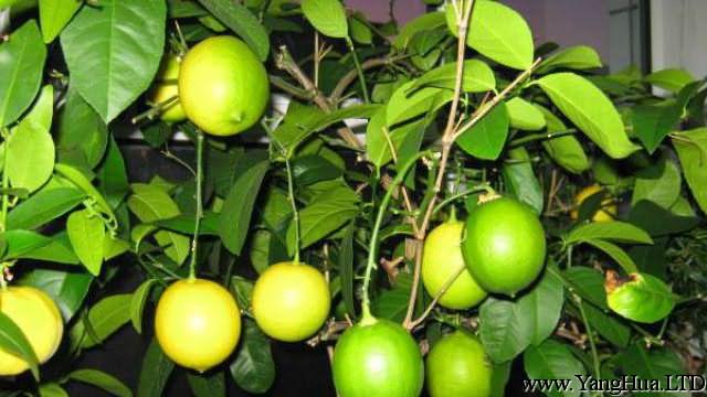 盆栽檸檬怎麼授粉