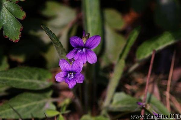 紫花地丁什麼時候開花