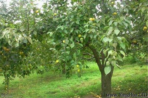 梨樹的品種有哪些