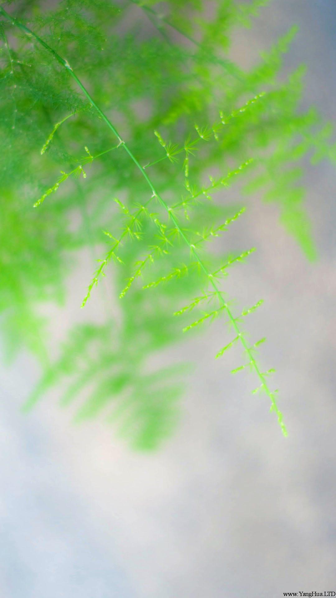 文竹手機壁紙圖片-翠綠的文竹