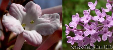 香莢蒾和丁香花的花瓣區別