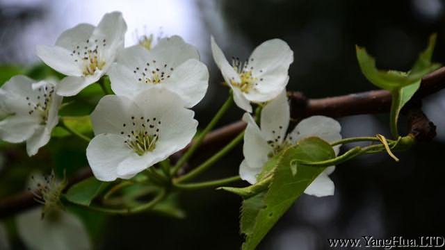 梨樹什麼時候開花