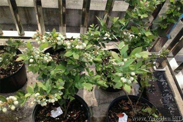 陽台盆栽藍莓的養殖方法