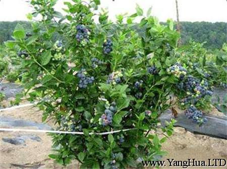 矮叢藍莓