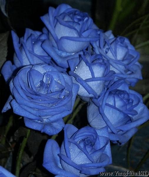 藍玫瑰/藍色妖姬