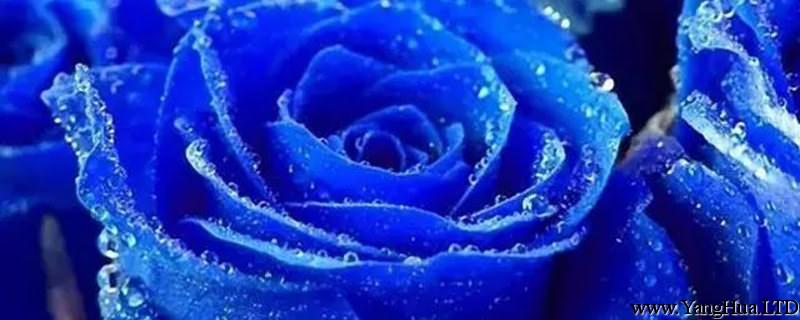 藍色妖姬是玫瑰花嗎