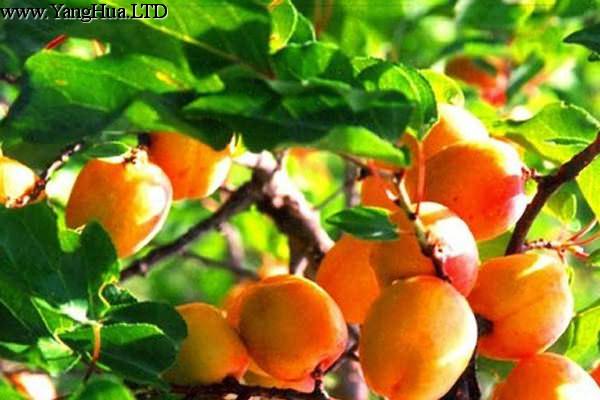 杏樹的養殖方法和注意事項
