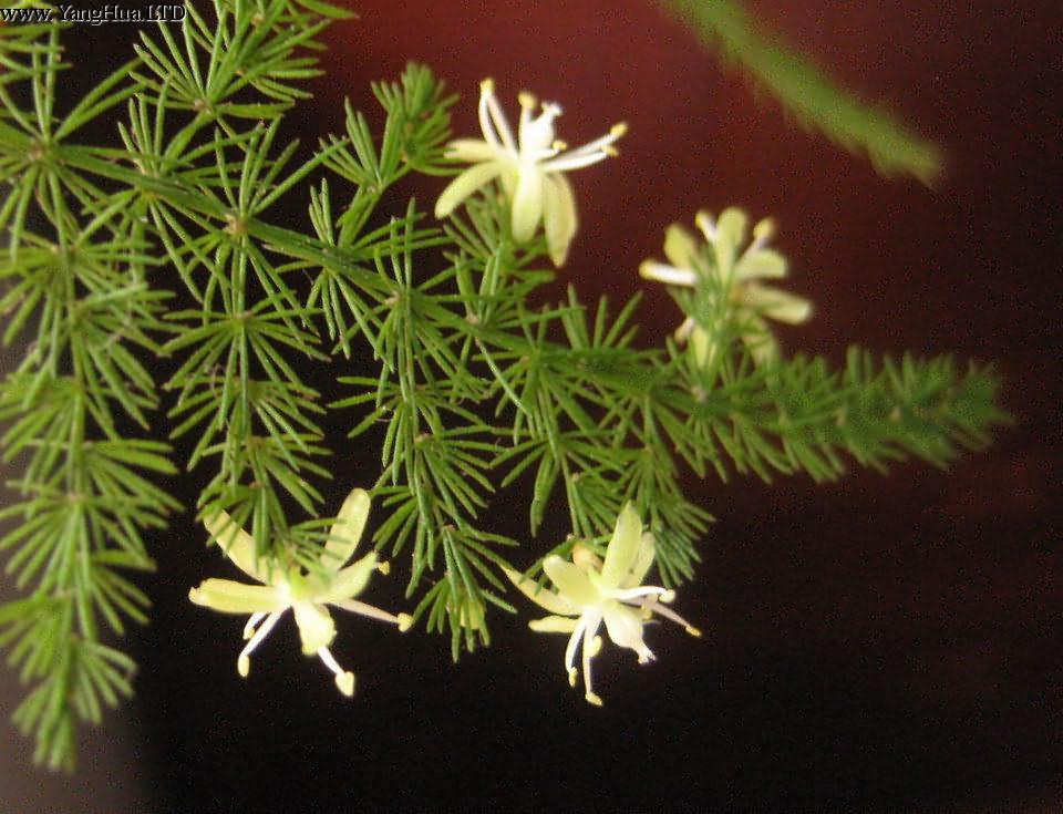 怎麼讓文竹開花