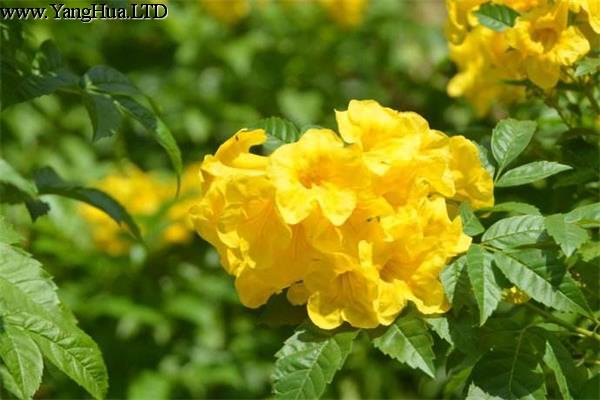 黃鐘花的主要品種是什麼