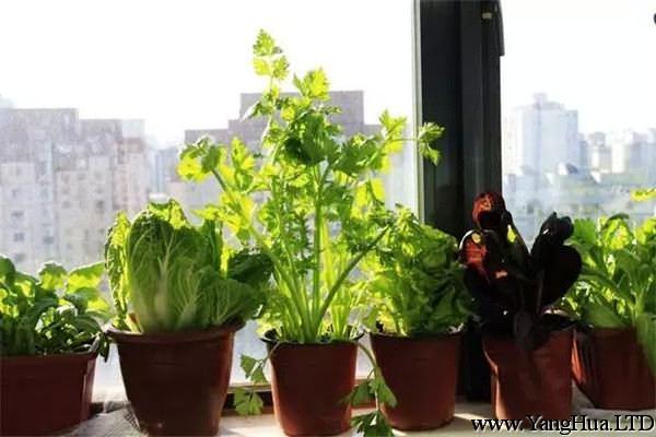 陽台上適合種什麼蔬菜