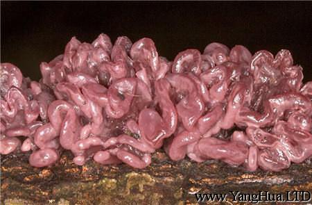 紫色膠盤菌