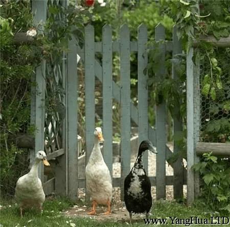 小院裡的鵝