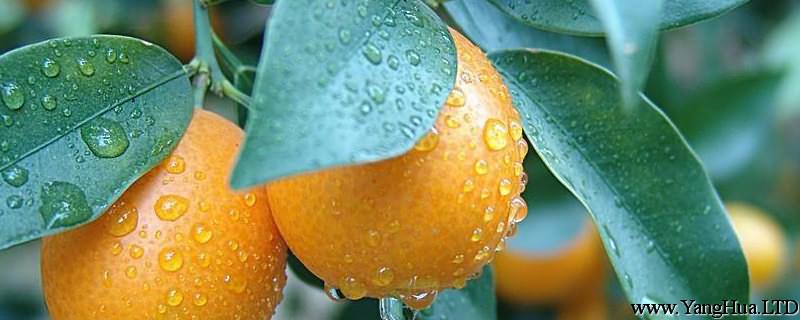 橘子皮怎麼養花
