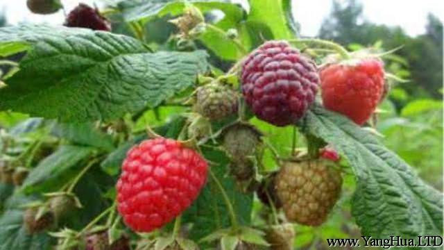 樹莓的種植方法