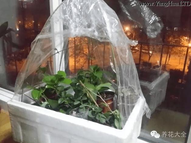 泡沫箱當冬天養花溫室