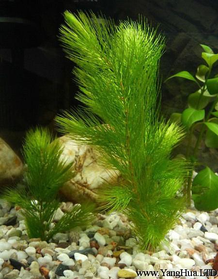 金魚藻