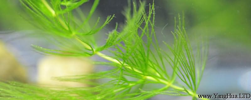 金魚藻的養殖方法