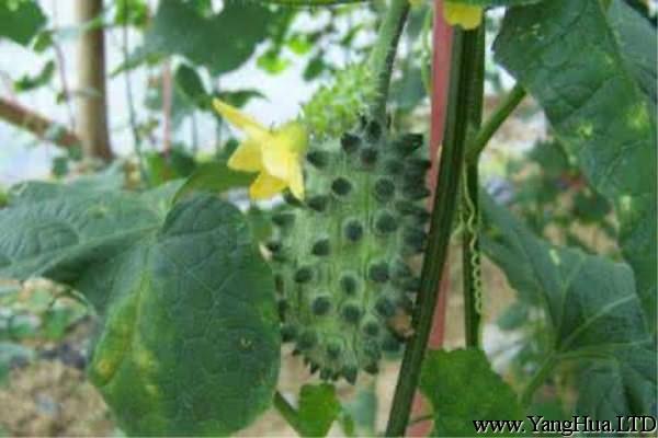 刺角瓜的種植方法