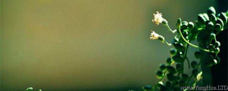 珍珠吊蘭的扦插繁殖