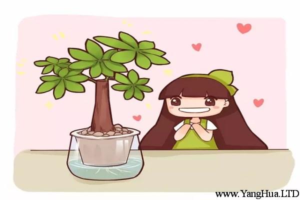 綠蘿吊蘭發財樹，種土裡不如養水裡！